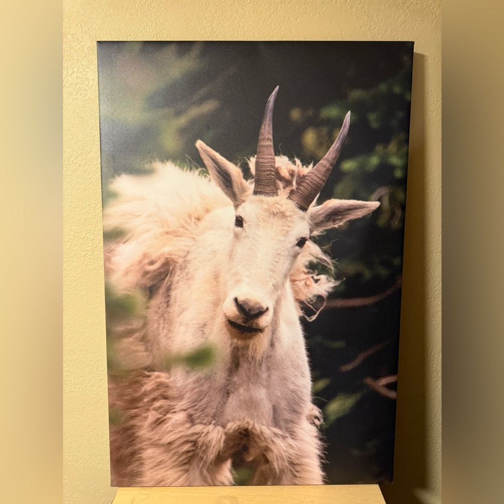 Wildlife mountain Goat print
